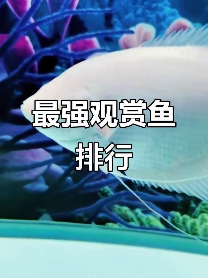 十大大型觀賞魚(yú)