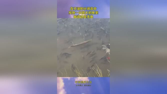 最大龍魚視頻大全圖片 最大龍魚視頻大全圖片 龍魚百科 第2張