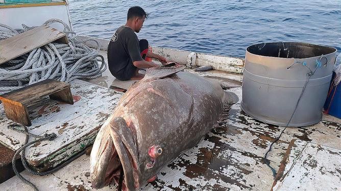 最大龍魚視頻大全圖片 最大龍魚視頻大全圖片 龍魚百科 第1張