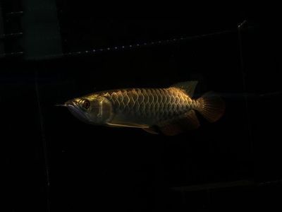 祥龍魚場與其他龍魚場有何不同？（祥龍魚場與其他龍魚場相比具有多方面的獨特之處和顯著優勢）