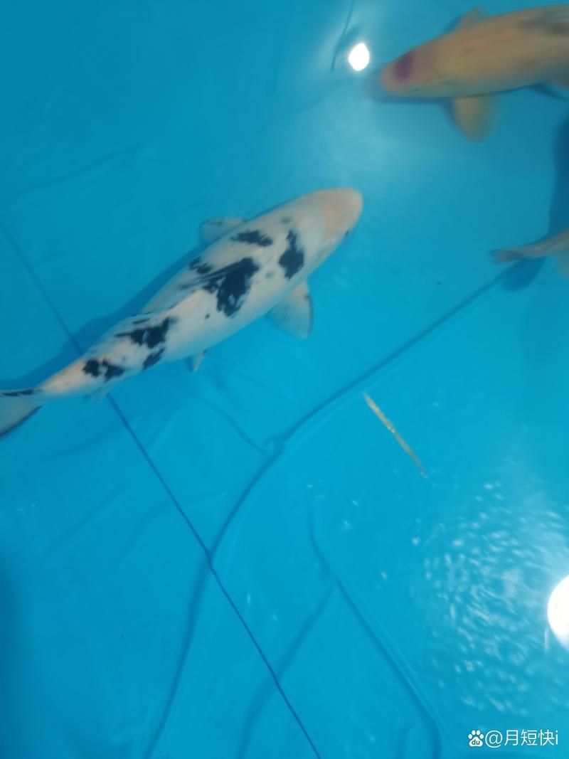 錦鯉白字霸氣圖片