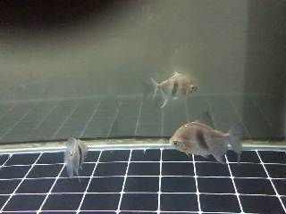 龍魚常見寄生蟲：常見的龍魚寄生蟲及其特征 龍魚常見寄生蟲：常見的龍魚寄生蟲及其特征 龍魚百科 第2張