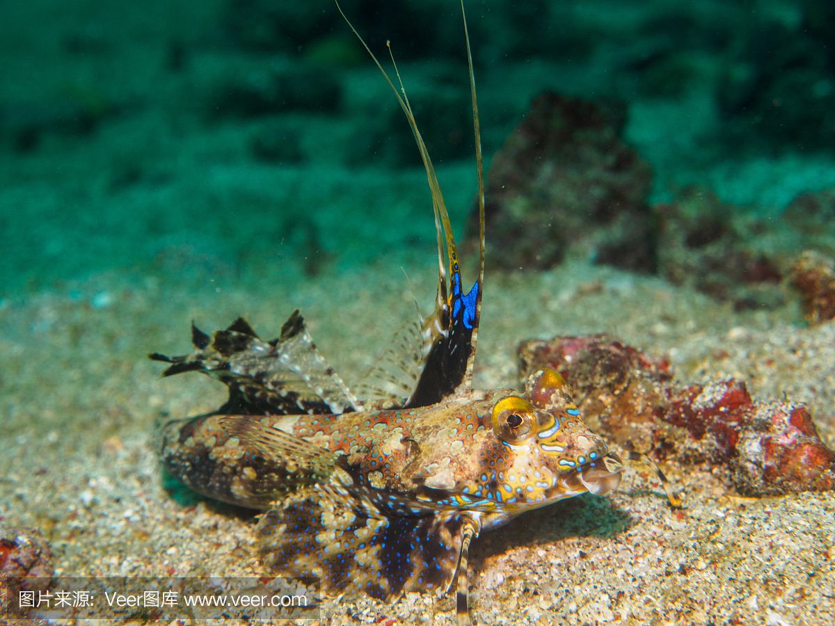 龍魚經常往水下游：龍魚經常往水下游動可能有多種原因及其相應的解決辦法