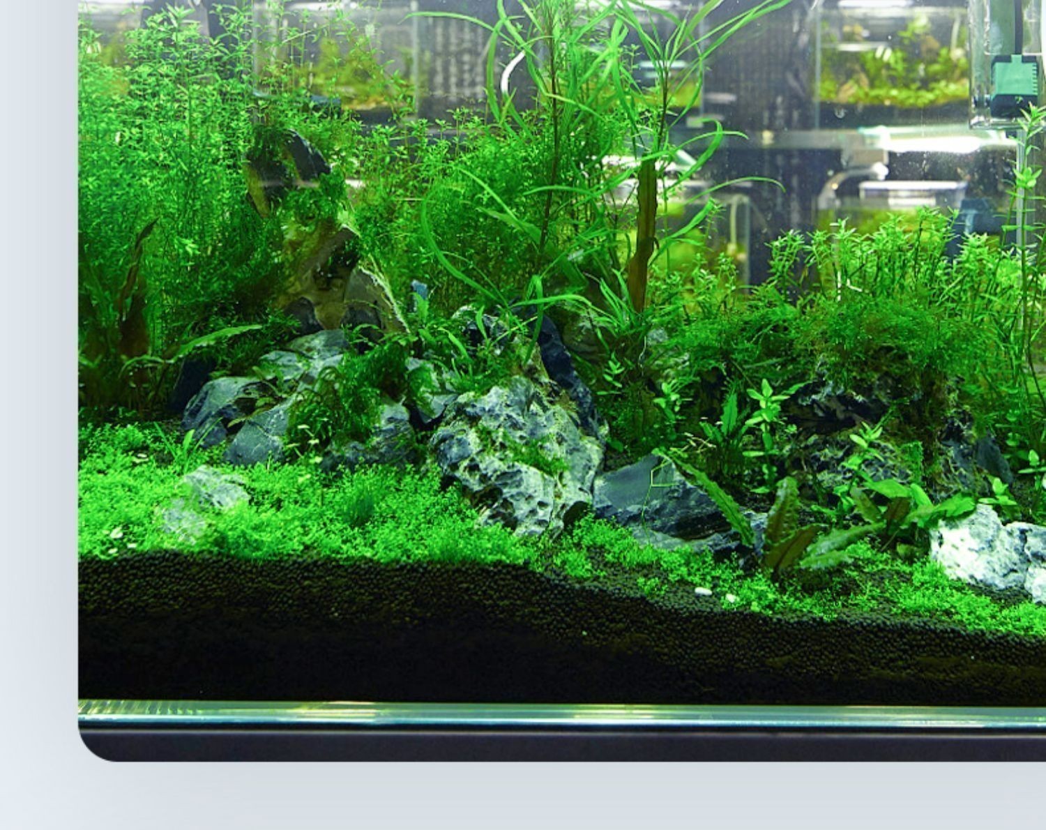 龍魚缸里養什么烏龜合適，在龍魚缸里養烏龜，豬鼻龜和黃頭側頸龜的飼養技巧 龍魚缸里養什么烏龜合適，在龍魚缸里養烏龜，豬鼻龜和黃頭側頸龜的飼養技巧 龍魚百科 第5張