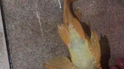 紅龍魚吞了女王會死嗎：紅龍魚吞食其他魚類可以采取以下措施