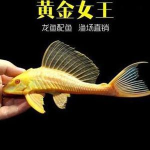 紅龍魚吞了女王會死嗎：紅龍魚吞食其他魚類可以采取以下措施