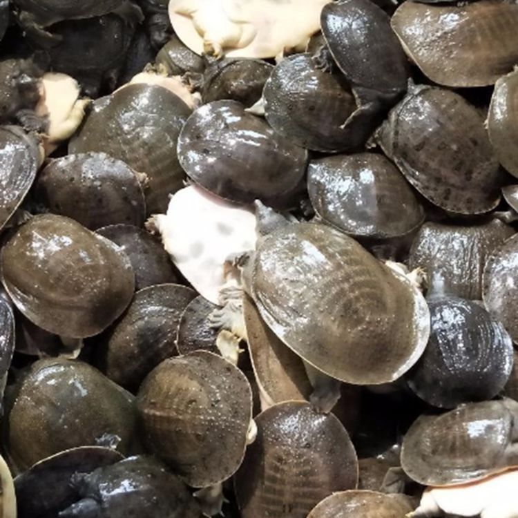 龍魚苗喂什么最好：龍魚苗活餌消毒技巧,龍魚苗飼料保存方法