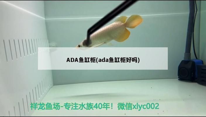 金龍魚尺寸怎么量，如何確定金龍魚的尺寸？ 金龍魚尺寸怎么量，如何確定金龍魚的尺寸？ 龍魚百科 第5張