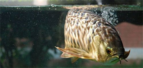 金蟾喂龍魚：金蟾可以作為餌料喂養龍魚，但在喂食時應注意事項