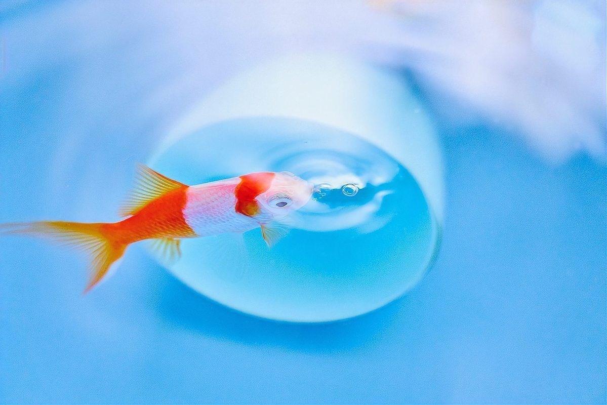 魚浮在水面上張嘴會死嗎？