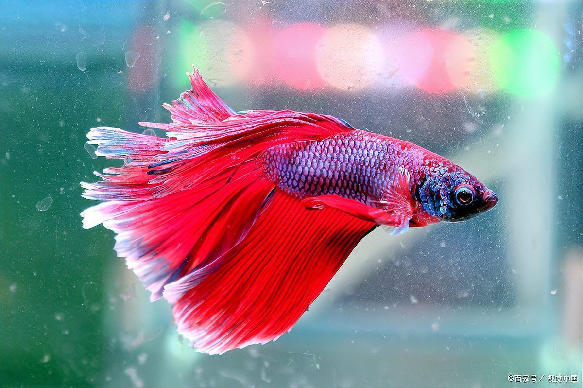 魚浮在水面上張嘴會死嗎？