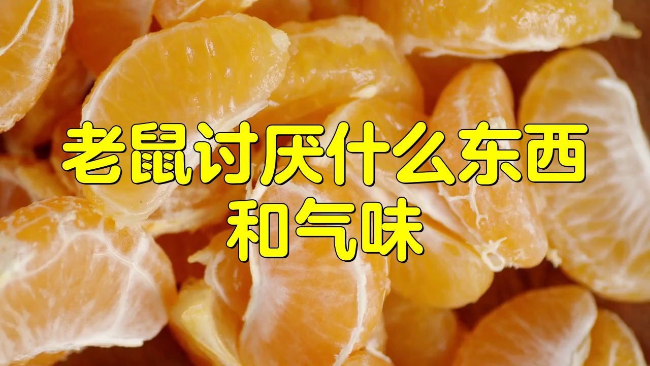 老鼠最討厭的氣味