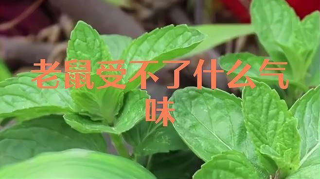 老鼠最討厭的氣味