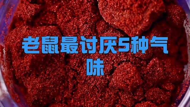 老鼠最討厭的氣味