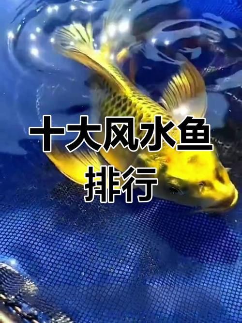 能提供幾張風水魚圖片嗎？