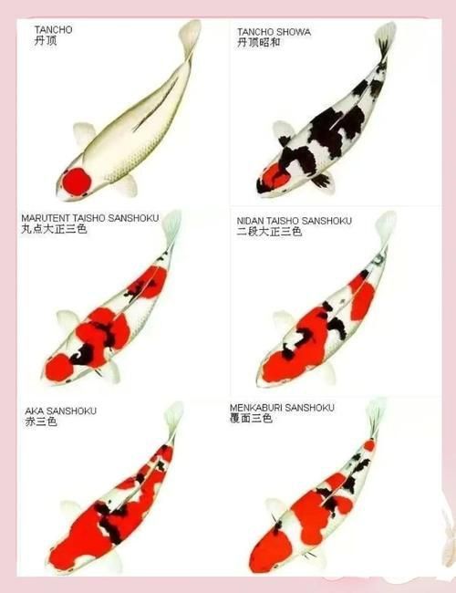 能提供幾張風水魚圖片嗎？