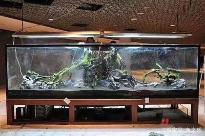 龍魚適合什么缸養最好：銀龍魚適合0.8米長度的魚缸，但缸越大越好