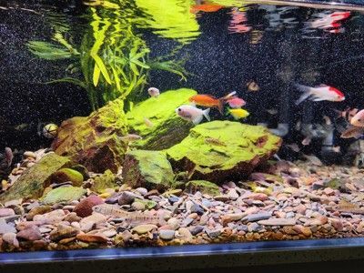 龍魚缸放什么清潔魚好（清潔魚放入龍魚缸時需要考慮清潔魚的食性和習性和習性）