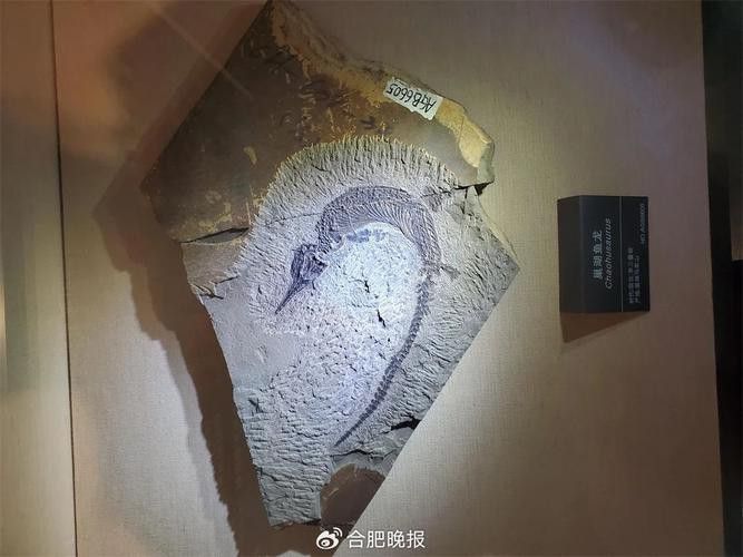 巢湖龍魚化石圖片欣賞