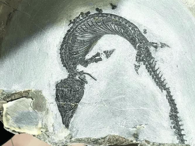 巢湖龍魚化石圖片欣賞