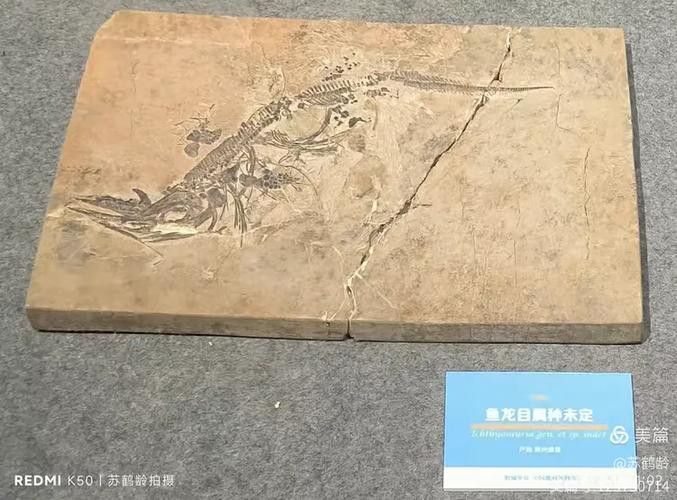 巢湖龍魚化石圖片欣賞