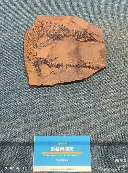 巢湖龍魚化石圖片欣賞