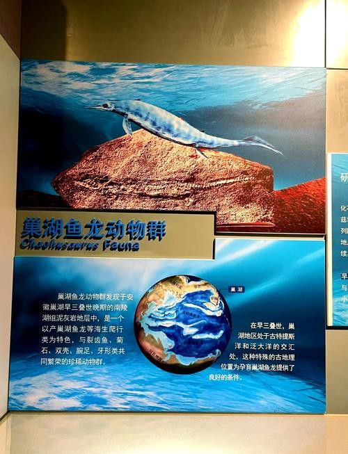 巢湖龍魚化石圖片欣賞
