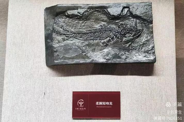 巢湖龍魚化石圖片欣賞