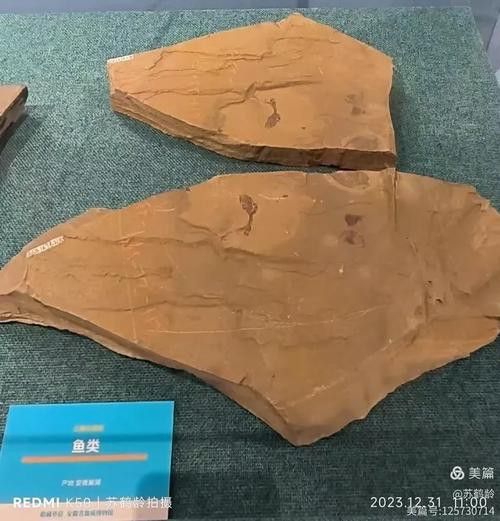 巢湖龍魚化石圖片欣賞