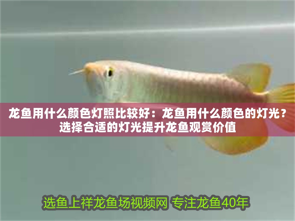 龍魚用什么顏色燈照比較好：龍魚用什么顏色的燈光？選擇合適的燈光提升龍魚觀賞價值