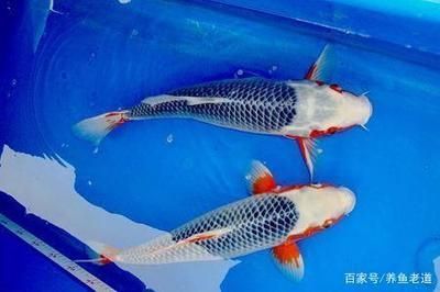 龍魚用什么顏色燈照比較好：龍魚用什么顏色的燈光？選擇合適的燈光提升龍魚觀賞價值