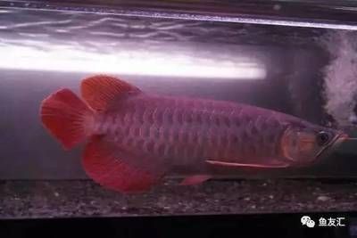 紅色龍魚大概多少錢一條（紅色龍魚價格多少錢一條）