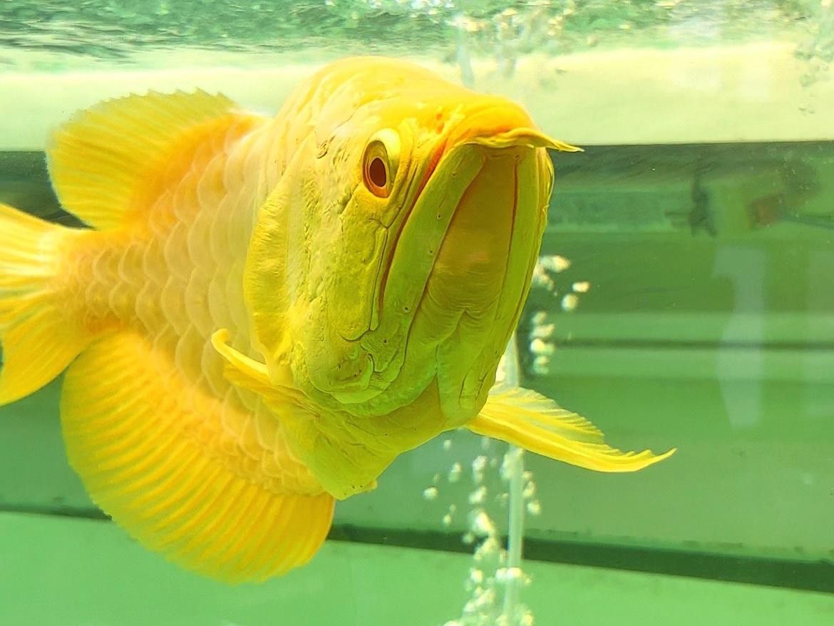 紅龍魚(yú)發(fā)色停滯怎么辦？ 紅龍魚(yú)發(fā)色停滯怎么辦？ 龍魚(yú)百科 第8張
