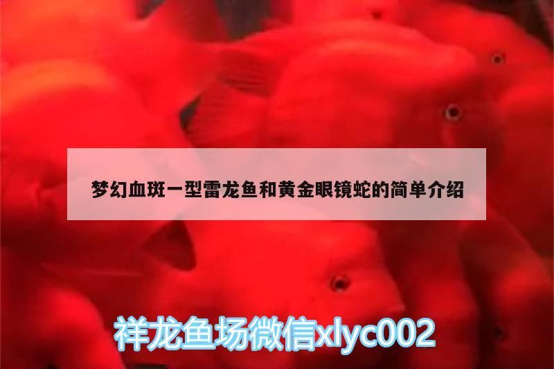 夢幻血斑一型雷龍魚和黃金眼鏡蛇的簡單介紹