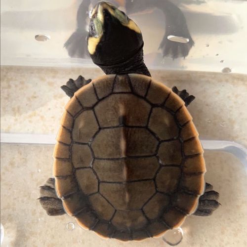 推薦一些適合與龍魚混養的龜類