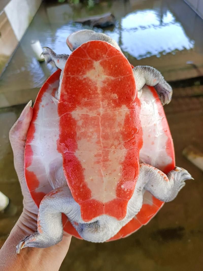 推薦一些適合與龍魚混養的龜類