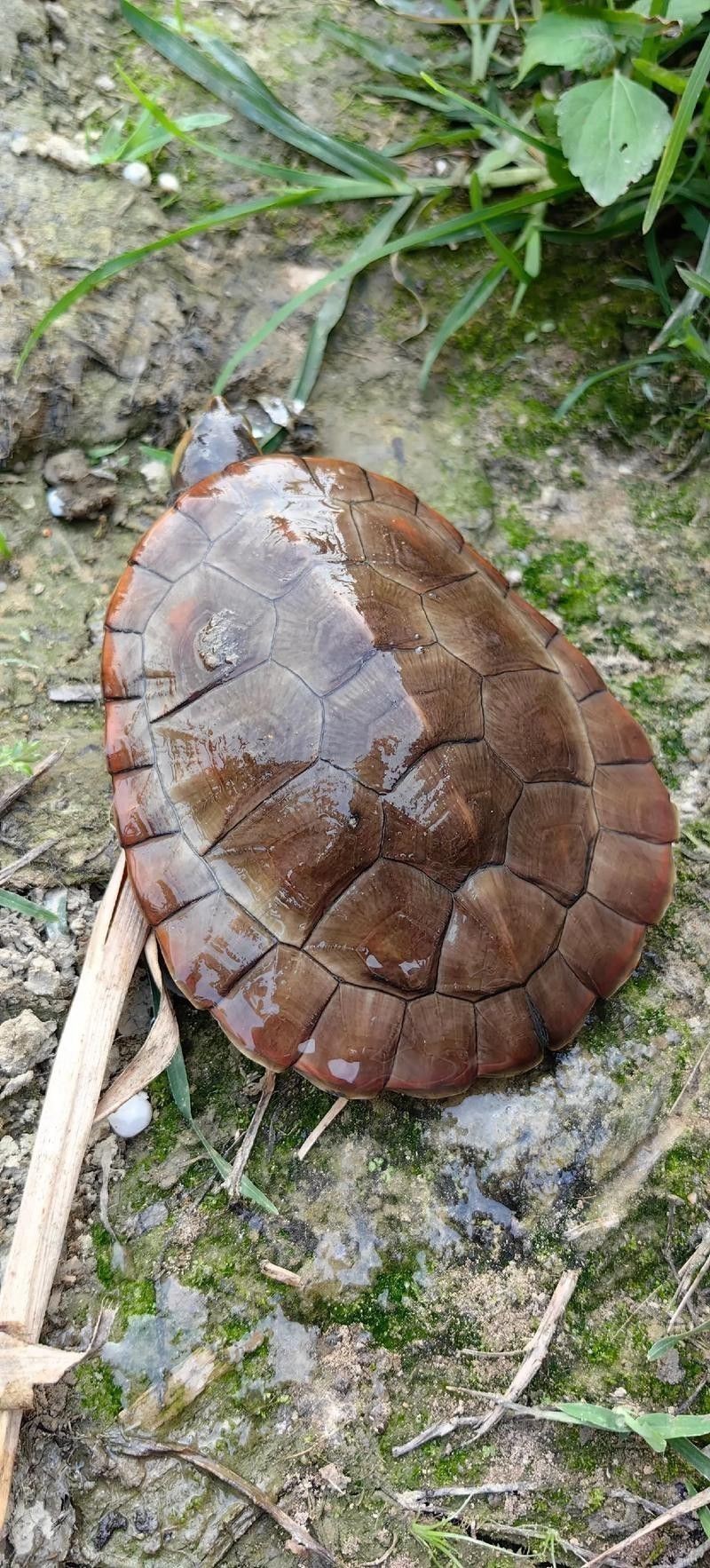推薦一些適合與龍魚混養的龜類
