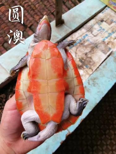 推薦一些適合與龍魚混養的龜類