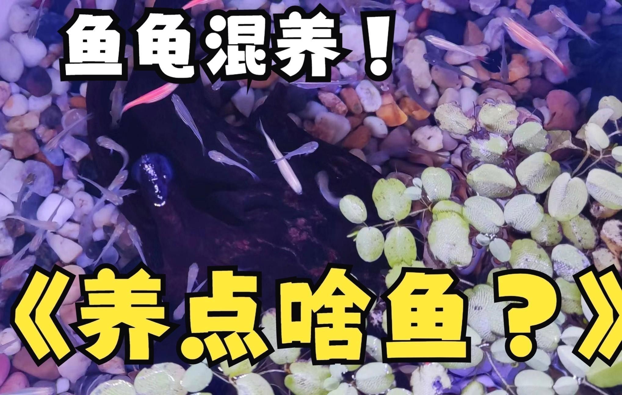 推薦一些適合與龍魚混養的龜類