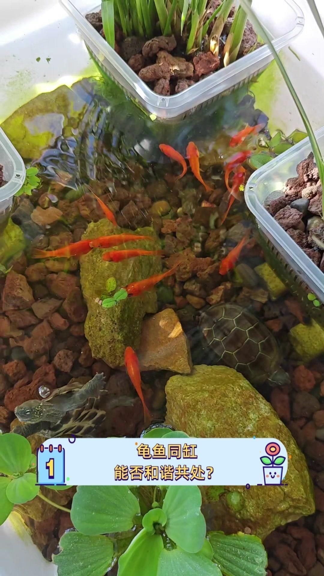 推薦一些適合與龍魚混養的龜類