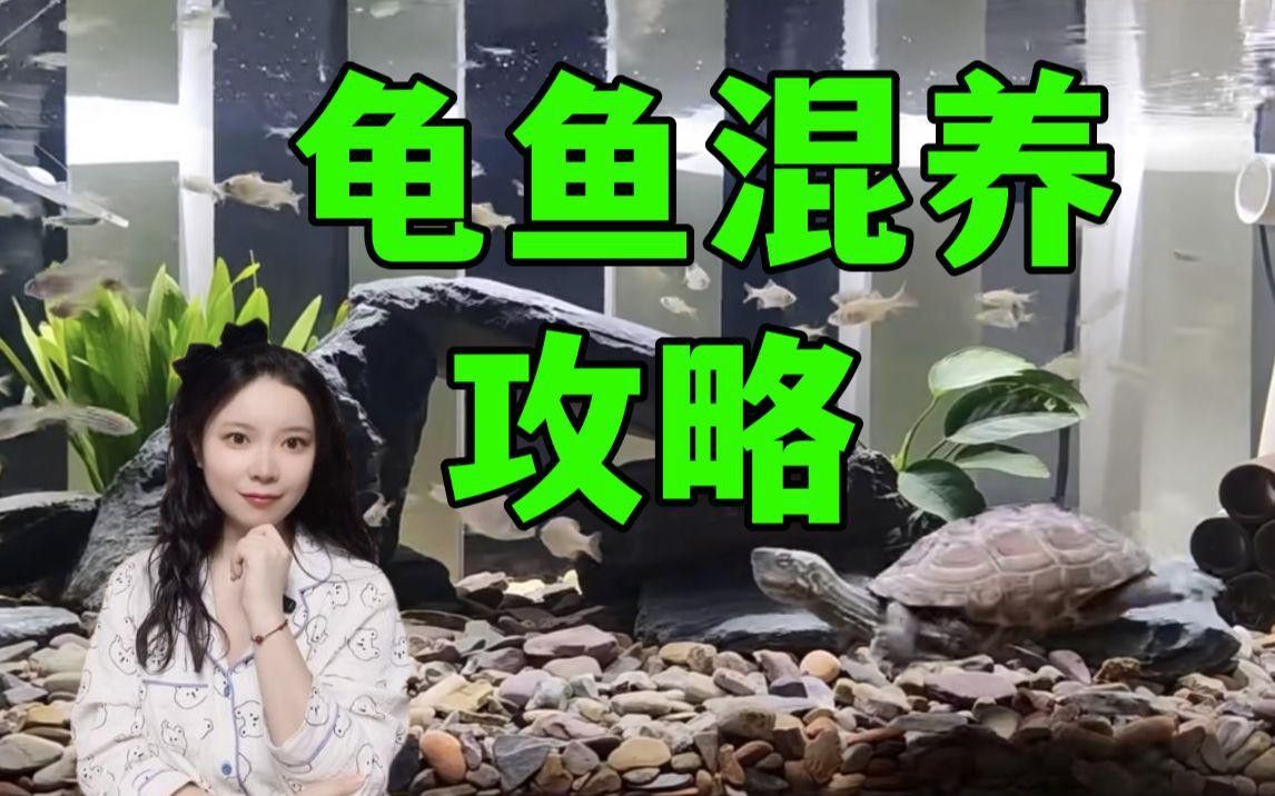 推薦一些適合與龍魚混養的龜類