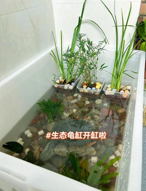 推薦一些適合與龍魚混養的龜類