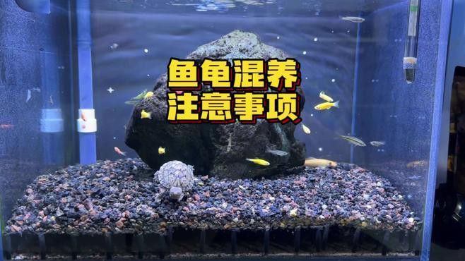 推薦一些適合與龍魚混養的龜類
