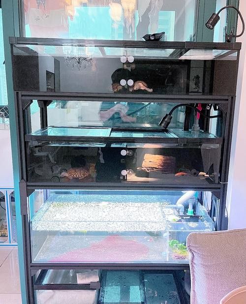 推薦一些適合與龍魚混養的龜類
