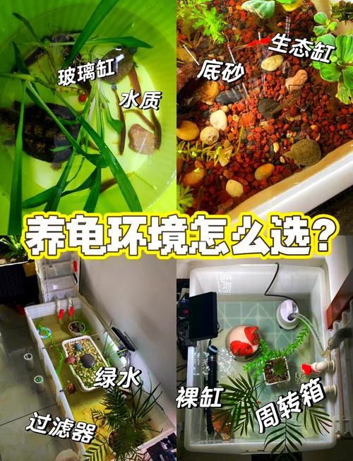 推薦一些適合與龍魚混養的龜類