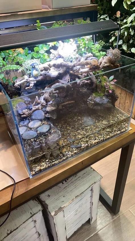 推薦一些適合與龍魚混養的龜類