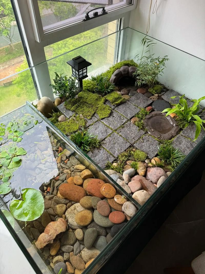 推薦一些適合與龍魚混養的龜類