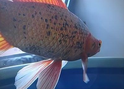 龍魚黑斑病