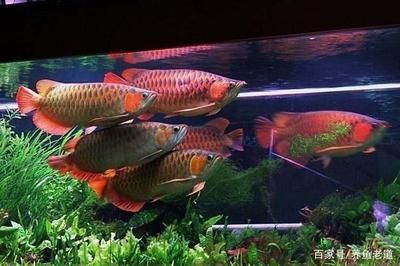 龍魚趴缸怎么辦：龍魚白天趴缸怎么辦龍魚白天趴缸處理方法包括多種原因