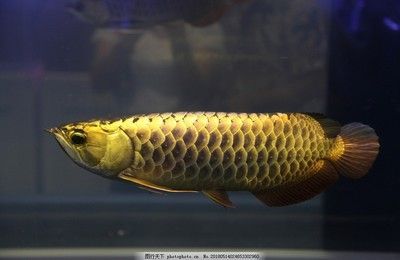 金龍魚寵物魚：寵物大全:金龍魚飼養金龍魚的正確方法知識介紹